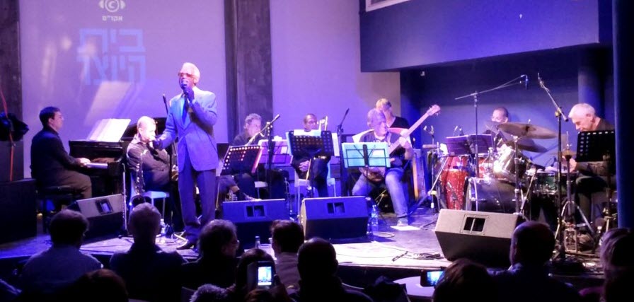 חתולים להשכרה